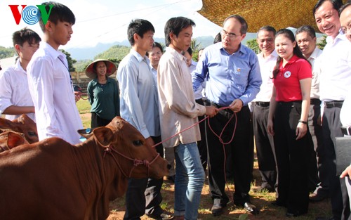Sơn La: 100 hộ nghèo được nhận bò giúp thoát nghèo - ảnh 1